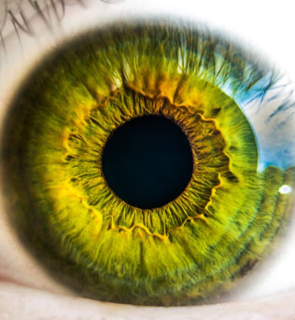 Free contact lenses trial